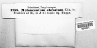 Melanconis stilbostoma image